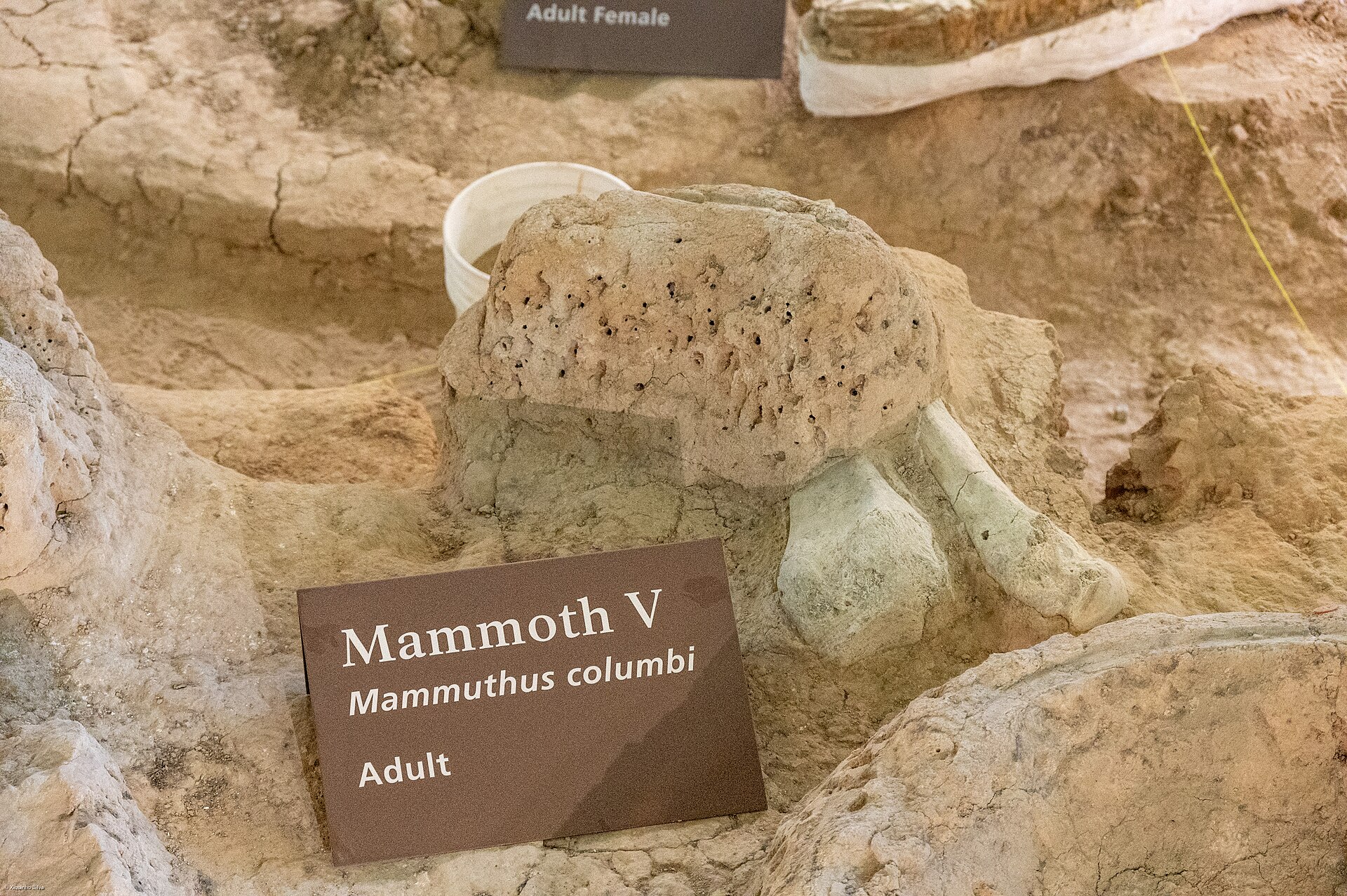 Waco Mammoth National Monument