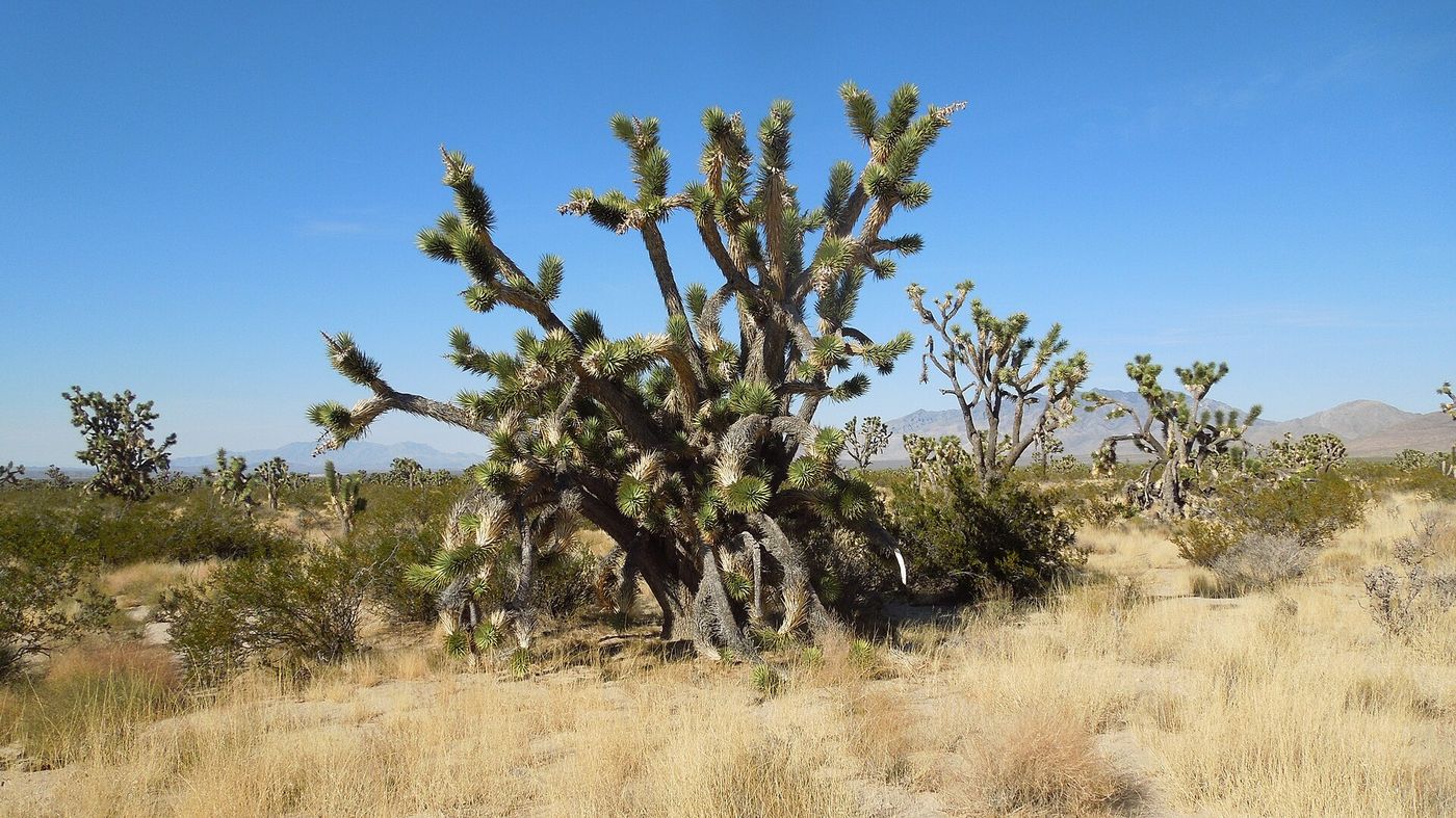 Baker, California